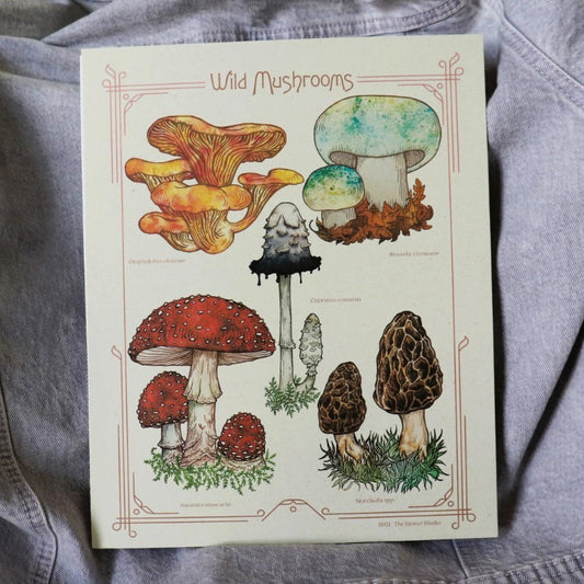 print featuring several species of neat mushrooms